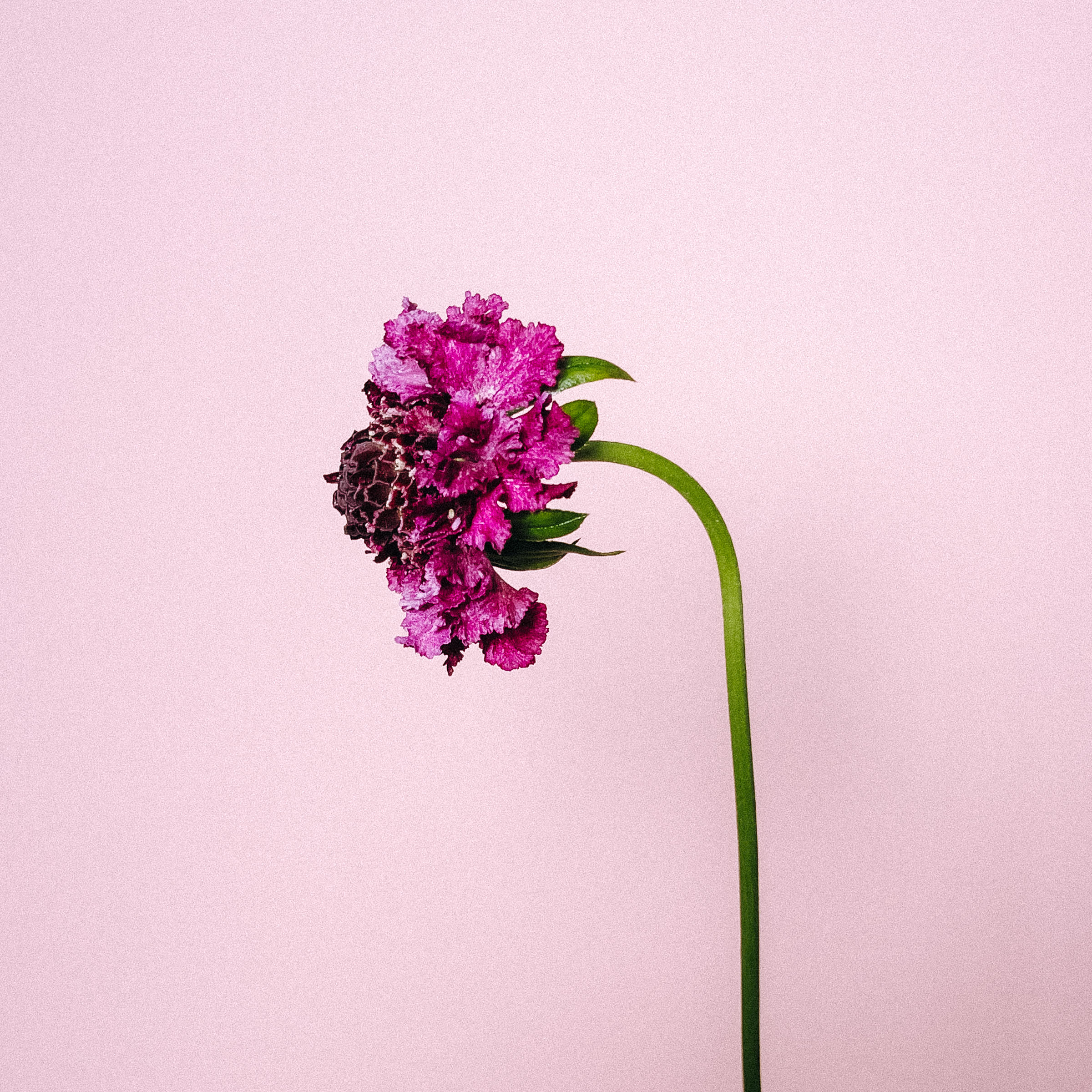 Flower Collection ヌーディーピンク Flower かわいいが届くお花便