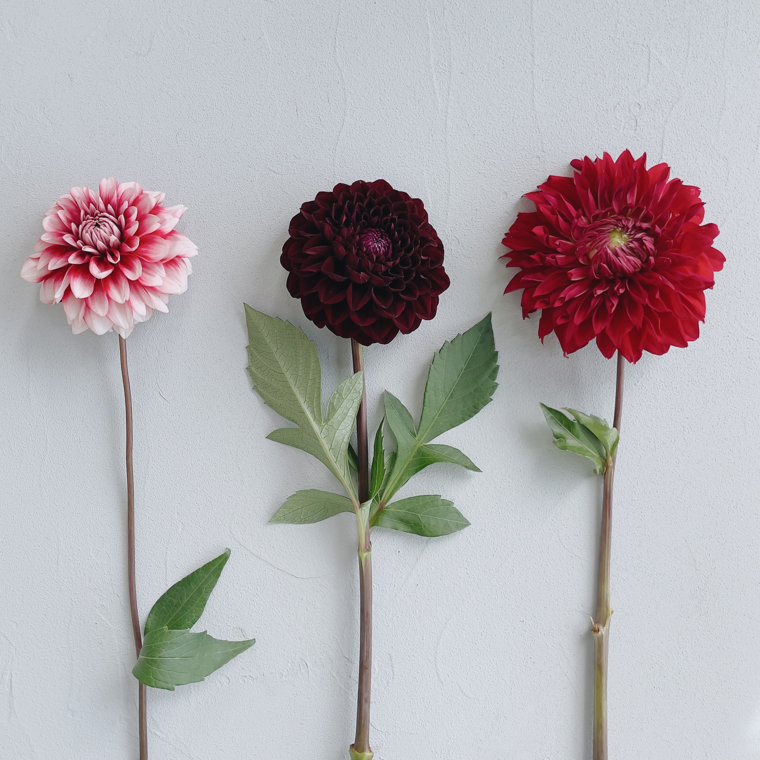 ロスレスブーケ