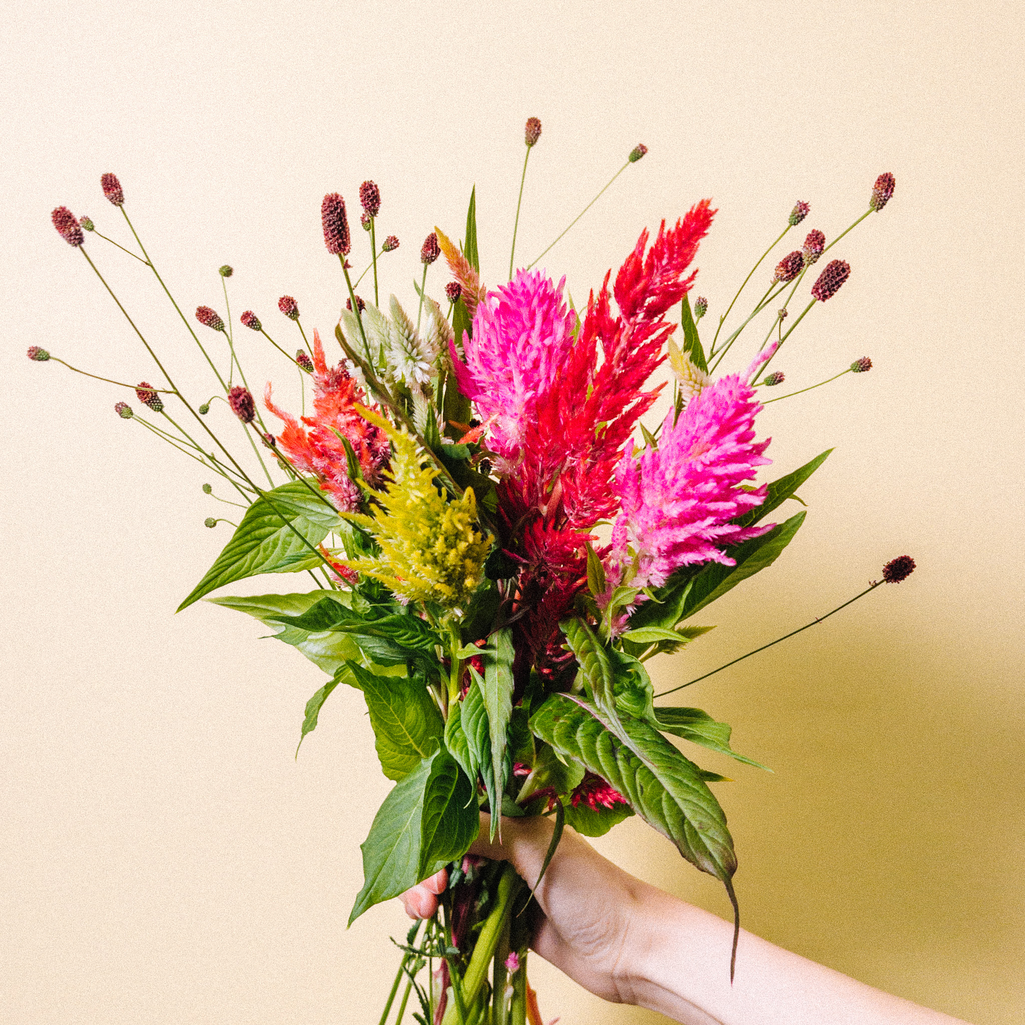 もこもこケイトウ