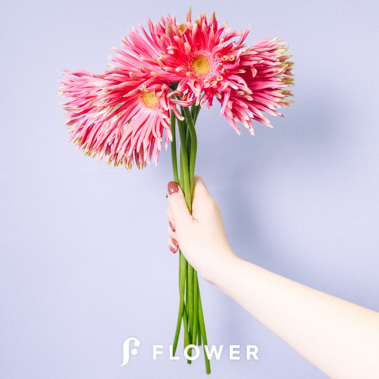 パスタガーベラ